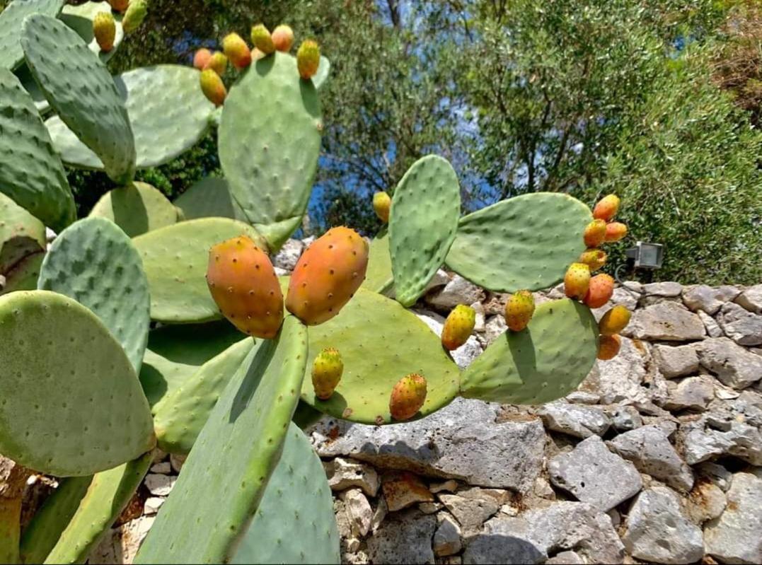 Trullo Dimora Di Pietra Gallipoli Baia Di Gallipoli Ngoại thất bức ảnh
